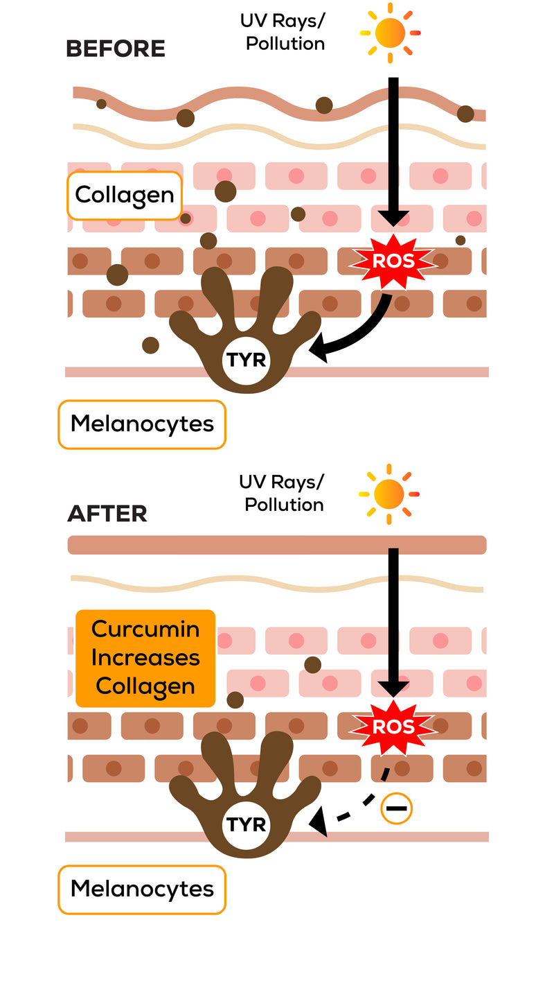CURCUMIN EFFECTS ON