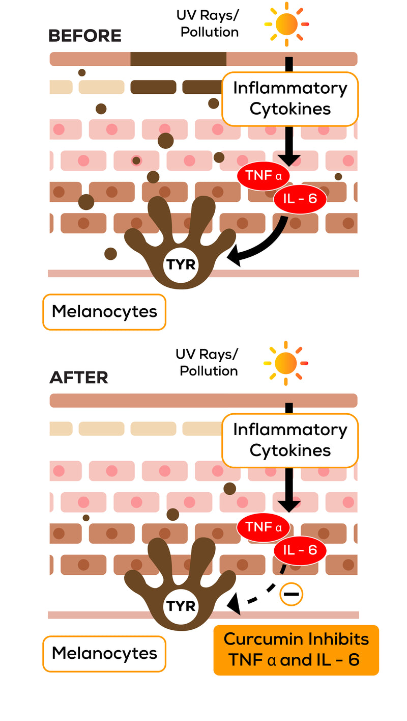 CURCUMIN EFFECTS ON